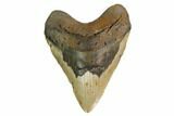 Massive, Fossil Megalodon Tooth - North Carolina #164903-1